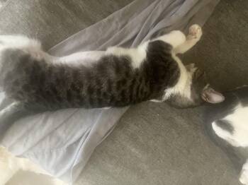 American Shorthair and Tabby Cats Available for Adoption - Raisin | PetCurious