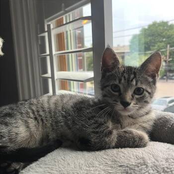 Satchel -  Domestic Short Hair Cat for Adoption in Gibsonia, Pennsylvania - Satchel | PetCurious
