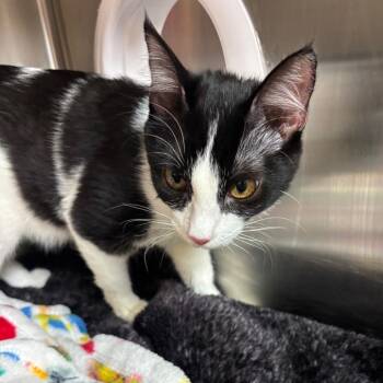 Bianca -  Domestic Short Hair Cat for Adoption in Los Angeles, California - Bianca | PetCurious