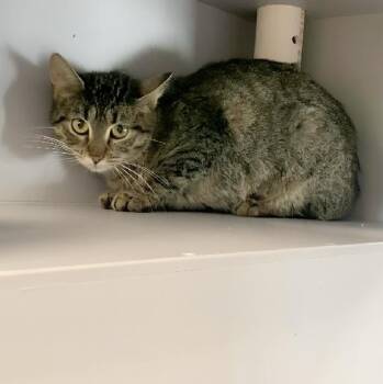 Domestic Short Hair and American Bobtail Cats Available for Adoption in Nevada, Missouri - Bobbi | PetCurious