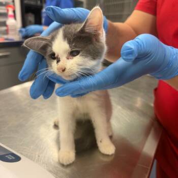 Butternut -  Domestic Short Hair Cat for Adoption in Greensboro, North Carolina - Butternut | PetCurious