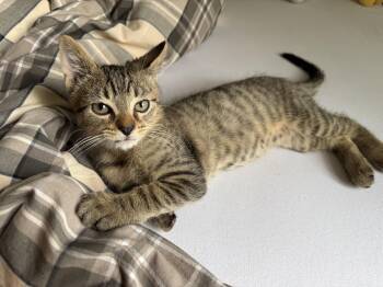 Gerald (A140979) -  Tabby Cat for Adoption in Burbank, California - Gerald (A140979) | PetCurious