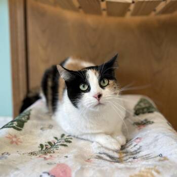 Cookie Dough Brownie -  Domestic Short Hair Cat for Adoption in Fargo, North Dakota - Cookie Dough Brownie | PetCurious