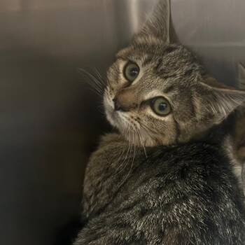 Domestic Short Hair Cats Available for Adoption - Mulberry | PetCurious