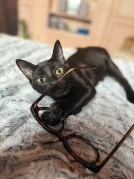 Rescue American Shorthair Cats for Adoption in Philadelphia, Pennsylvania - Toby | PetCurious