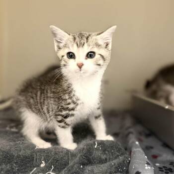 Domestic Short Hair Cats Available for Adoption in Jacksboro, Tennessee - Daffy | PetCurious