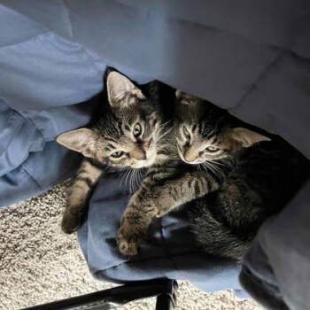 Waffles -  Domestic Short Hair Cat for Adoption in Atlanta, Georgia - Waffles | PetCurious