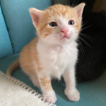 Rescue Domestic Short Hair and American Shorthair Cats for Adoption in Columbus, Ohio - Hunter | PetCurious