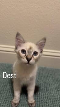 Dest -  Domestic Short Hair and Siamese Cat for Adoption in Mission Viejo, California - Dest | PetCurious