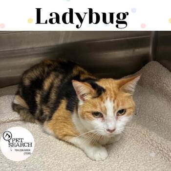 Ladybug -  Domestic Short Hair Cat for Adoption in Washington, Pennsylvania - Ladybug | PetCurious