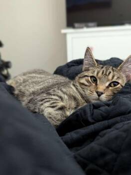 Domestic Short Hair Cats Available for Adoption in St. Cloud, Florida - Toast | PetCurious