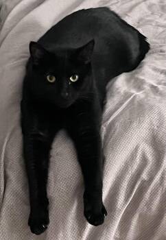 Avatar -  Domestic Short Hair Cat for Adoption in Ardsley, New York - Avatar | PetCurious
