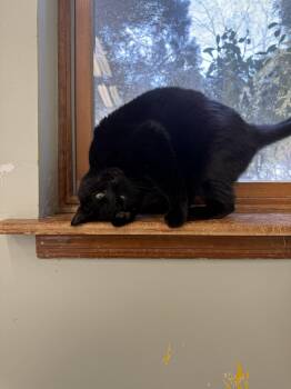 Domestic Short Hair Cats Available for Adoption - Bandit | PetCurious