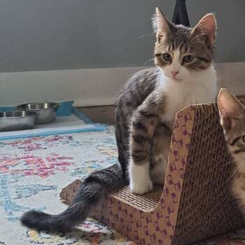 Rescue Domestic Short Hair Cats for Adoption in Walker, Michigan - Calcite | PetCurious