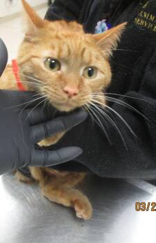 Domestic Short Hair Cats Available for Adoption - Mel(670) | PetCurious