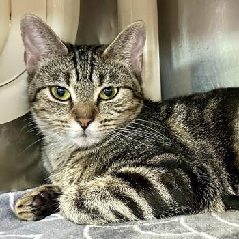 Venus -  Domestic Short Hair Cat for Adoption in Austin, Texas - Venus | PetCurious