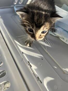 WALDO -  Domestic Short Hair Cat for Adoption in Dallas, Texas - WALDO | PetCurious