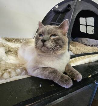 Domestic Short Hair Cats Available for Adoption in Brockport, New York - Skye | PetCurious