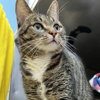 Rescue Domestic Short Hair Cats for Adoption in Austin, Texas - Flynn Tastic | PetCurious