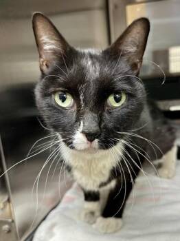Andy -  Domestic Short Hair Cat for Adoption in Wichita, Kansas - Andy | PetCurious
