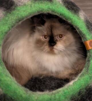 EVELYN -  Himalayan Cat for Adoption in Kenosha, Wisconsin - EVELYN | PetCurious
