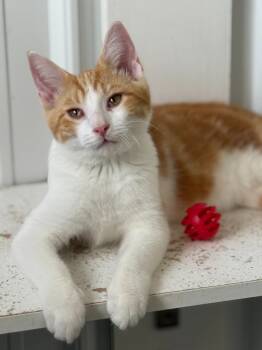 Rescue Domestic Medium Hair Cats for Adoption in Hartford City, Indiana - Nash | PetCurious