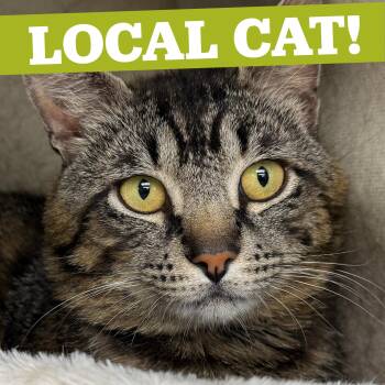 LOCAL CAT, Benedict -  Domestic Short Hair Cat for Adoption in Scituate, Rhode Island - LOCAL CAT, Benedict | PetCurious