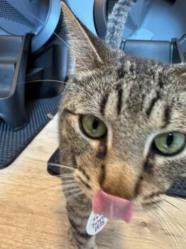 Ruhn -  Domestic Short Hair and Bengal Cat for Adoption in New Braunfels, Texas - Ruhn | PetCurious