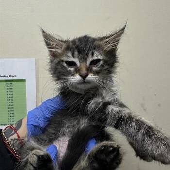 Domestic Short Hair Cats Available for Adoption in Pasadena, California - Meeko | PetCurious