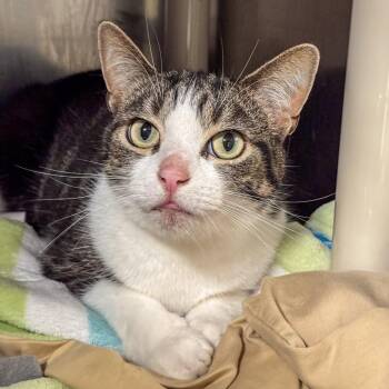 Jimothy the Cat the Girl -  Domestic Short Hair Cat for Adoption in Kennebunk, Maine - Jimothy The Cat The Girl | PetCurious