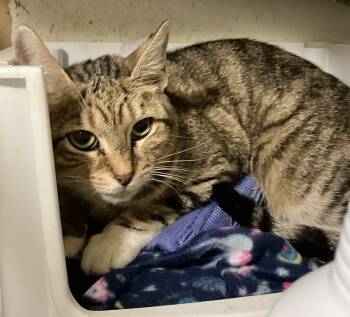 Libby -  Domestic Short Hair Cat for Adoption in Dublin, Ohio - Libby | PetCurious