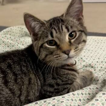 Rescue Domestic Short Hair Cats for Adoption in Harrisonburg, Virginia - Aston | PetCurious