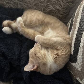 Domestic Short Hair Cats Available for Adoption - Ducky | PetCurious