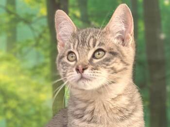 Rescue Tabby and Domestic Short Hair Cats for Adoption in Republic, Washington - Chimichanga | PetCurious