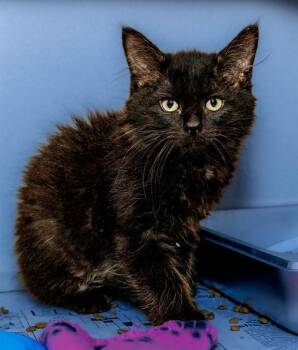 DARIUS -  Domestic Short Hair Cat for Adoption in Cookeville, Tennessee - DARIUS | PetCurious