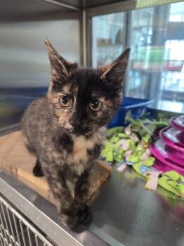 Rescue Domestic Short Hair Cats for Adoption in Wellington, Kansas - Amewlia Earhart | PetCurious