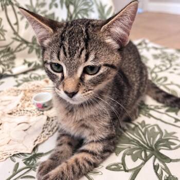 Scone -  Domestic Short Hair Cat for Adoption in Fort Worth, Texas - Scone | PetCurious