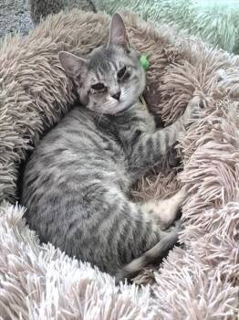 Domestic Short Hair Cats Available for Adoption - SERENA | PetCurious