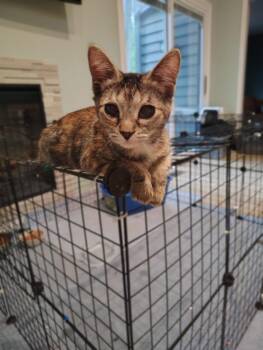 Maple -  Domestic Short Hair Cat for Adoption in Germantown, Ohio - Maple | PetCurious