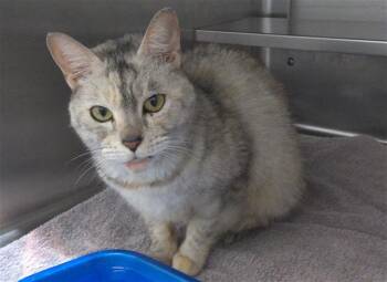 Domestic Short Hair Cats Available for Adoption - AUDRY | PetCurious