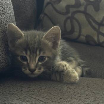 Gill (Blue) -  Domestic Short Hair Cat for Adoption in Sunnyvale, California - Gill (Blue) | PetCurious