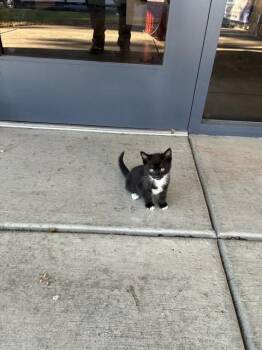 A378156 -  Domestic Short Hair Cat for Adoption in Stockton, California - A378156 | PetCurious