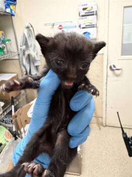 VELMA -  Domestic Short Hair Cat for Adoption in Riverside, California - VELMA | PetCurious