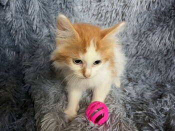Rescue Domestic Medium Hair Cats for Adoption in Columbus, Minnesota - Rowan | PetCurious