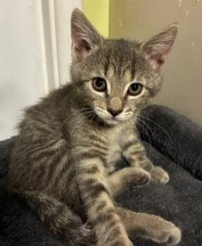 Edith -  Domestic Short Hair Cat for Adoption in Pasco, Washington - Edith | PetCurious