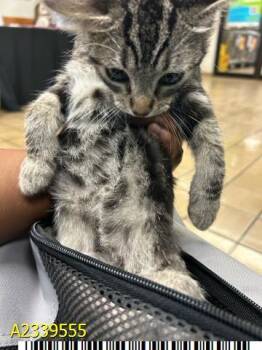 ASH -  Domestic Short Hair Cat for Adoption in West Palm Beach, Florida - ASH | PetCurious