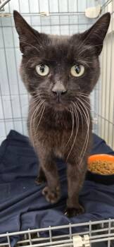 Kiwi -  Domestic Short Hair Cat for Adoption in Saint Clairsville, Ohio - Kiwi | PetCurious