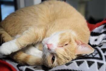 IVY -  Domestic Short Hair Cat for Adoption in Westminster, Maryland - IVY | PetCurious