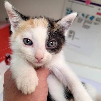 Frost -  Domestic Short Hair Cat for Adoption in Belfair, Washington - Frost | PetCurious
