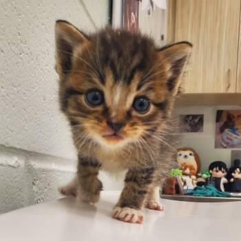 Comet -  Domestic Short Hair Cat for Adoption in Chattanooga, Tennessee - Comet | PetCurious